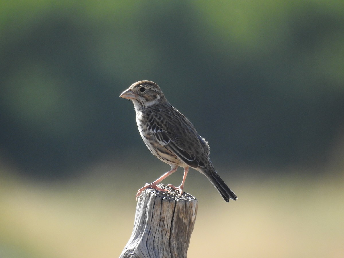 Lark Sparrow - ML615490933