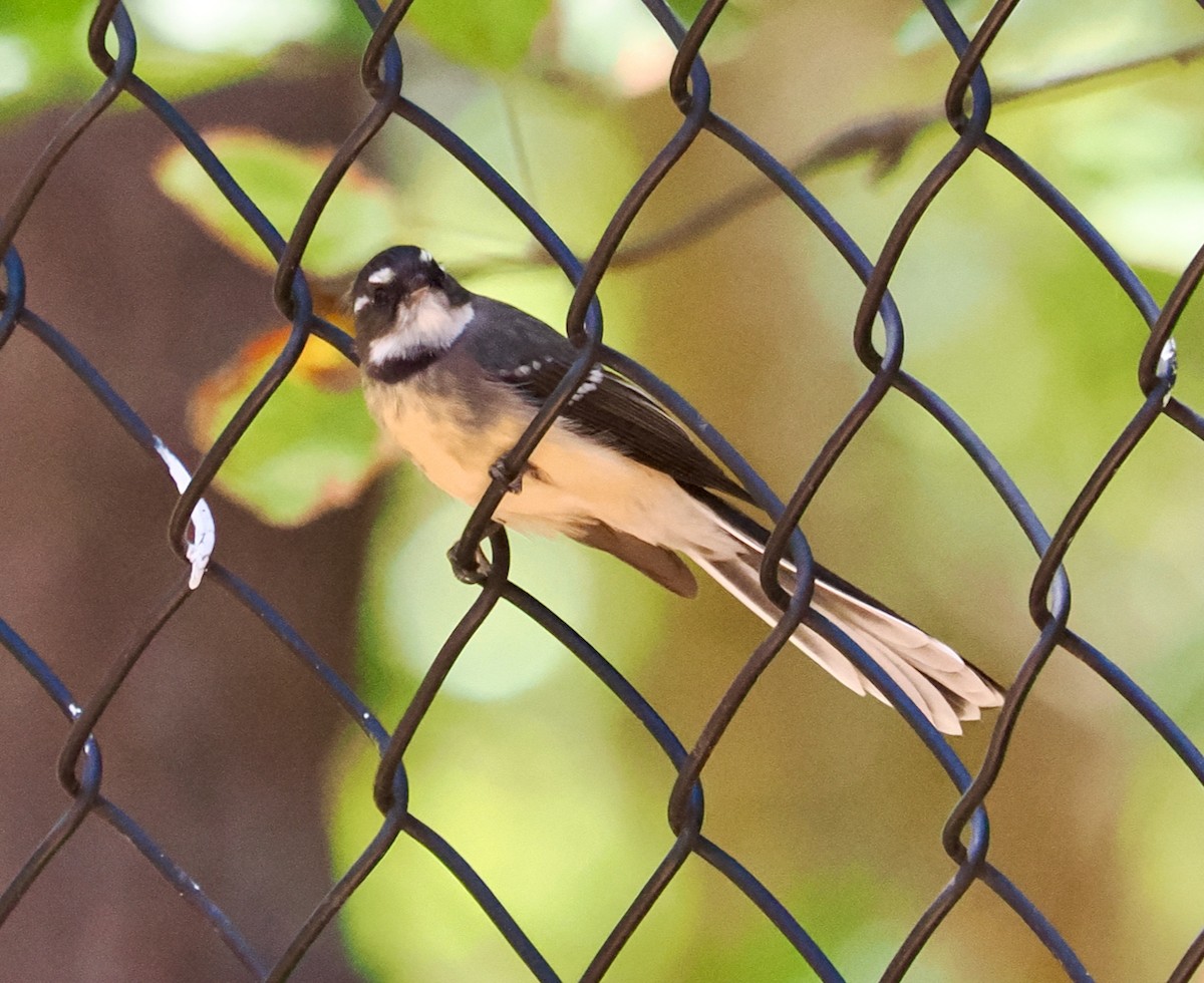 Gray Fantail (preissi) - ML615491199