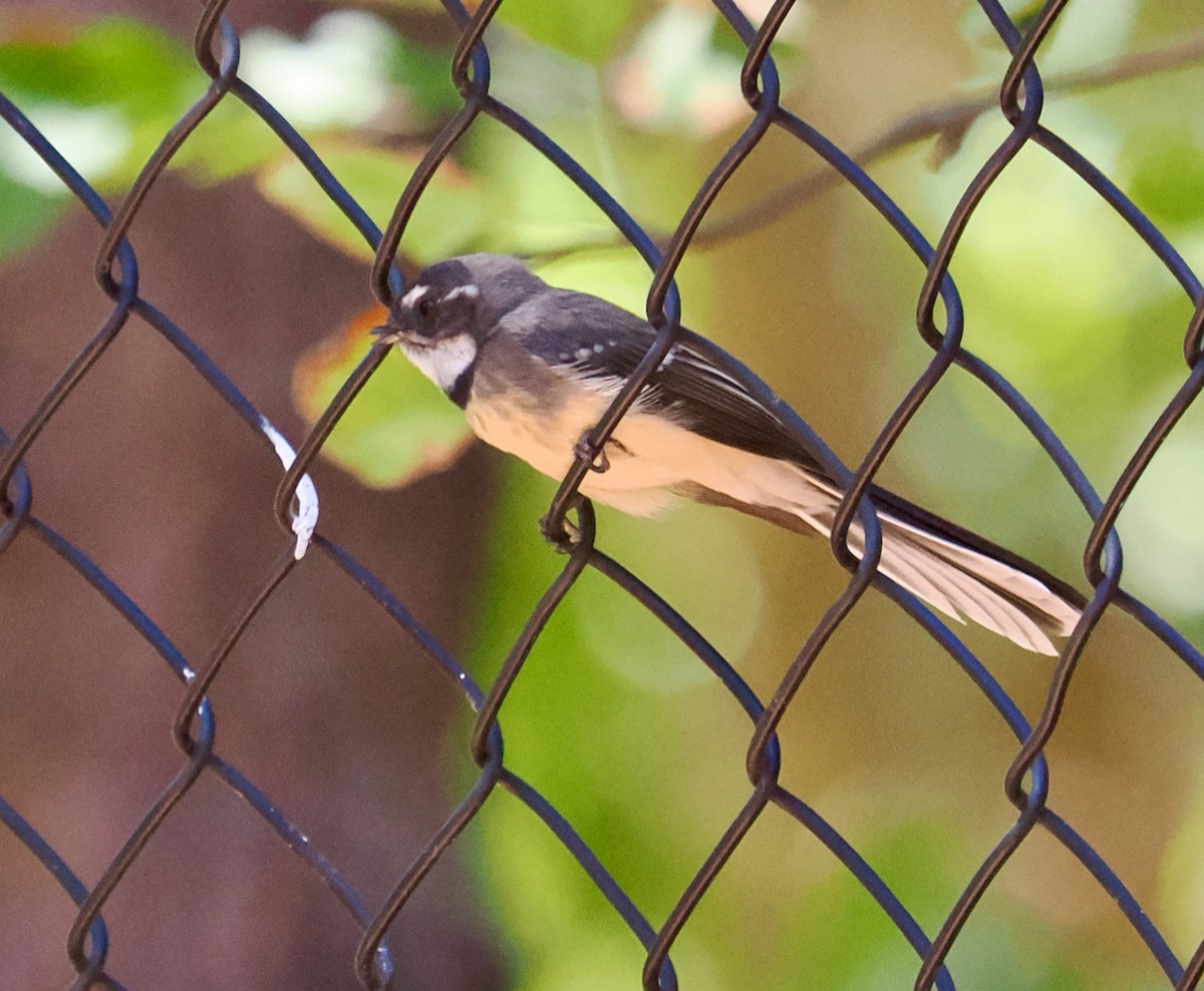 Gray Fantail (preissi) - Ken Glasson