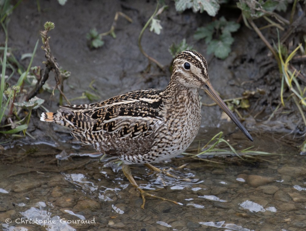 Magellanic Snipe - ML615491243