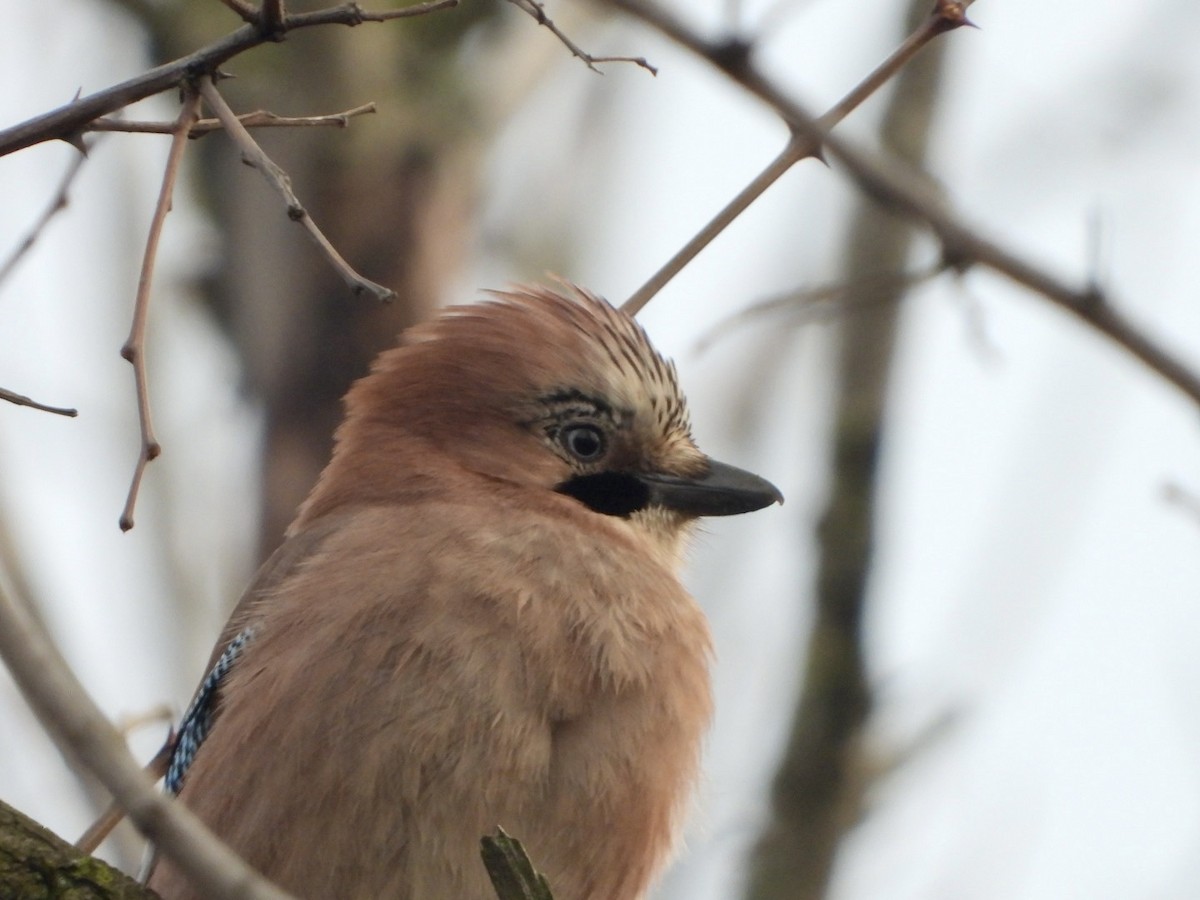 Eurasian Jay - ML615491248