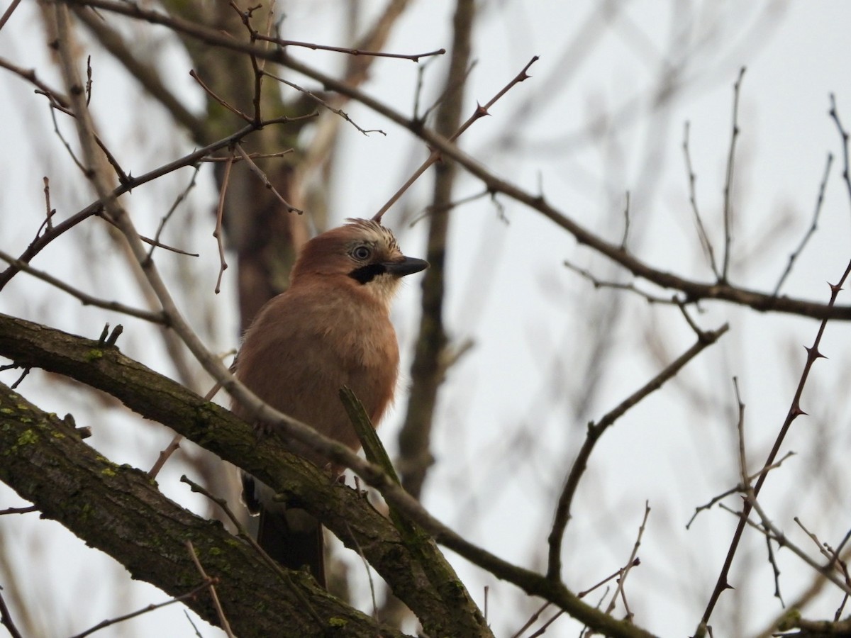 Eurasian Jay - ML615491249