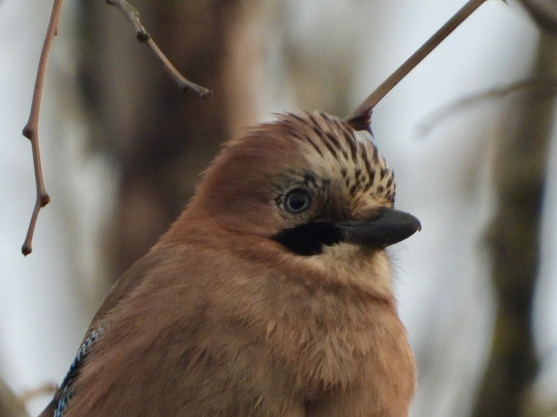 Eurasian Jay - ML615491250