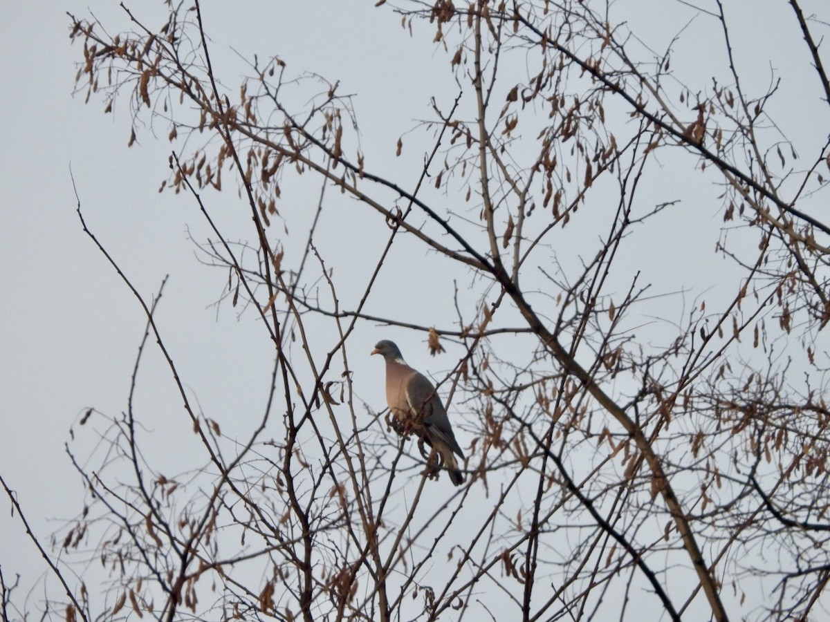 Common Wood-Pigeon - ML615491270