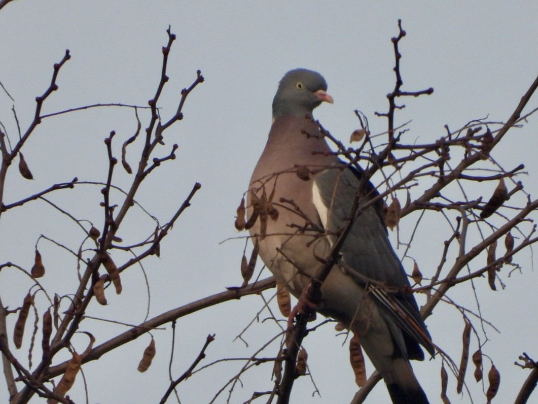 Common Wood-Pigeon - ML615491271