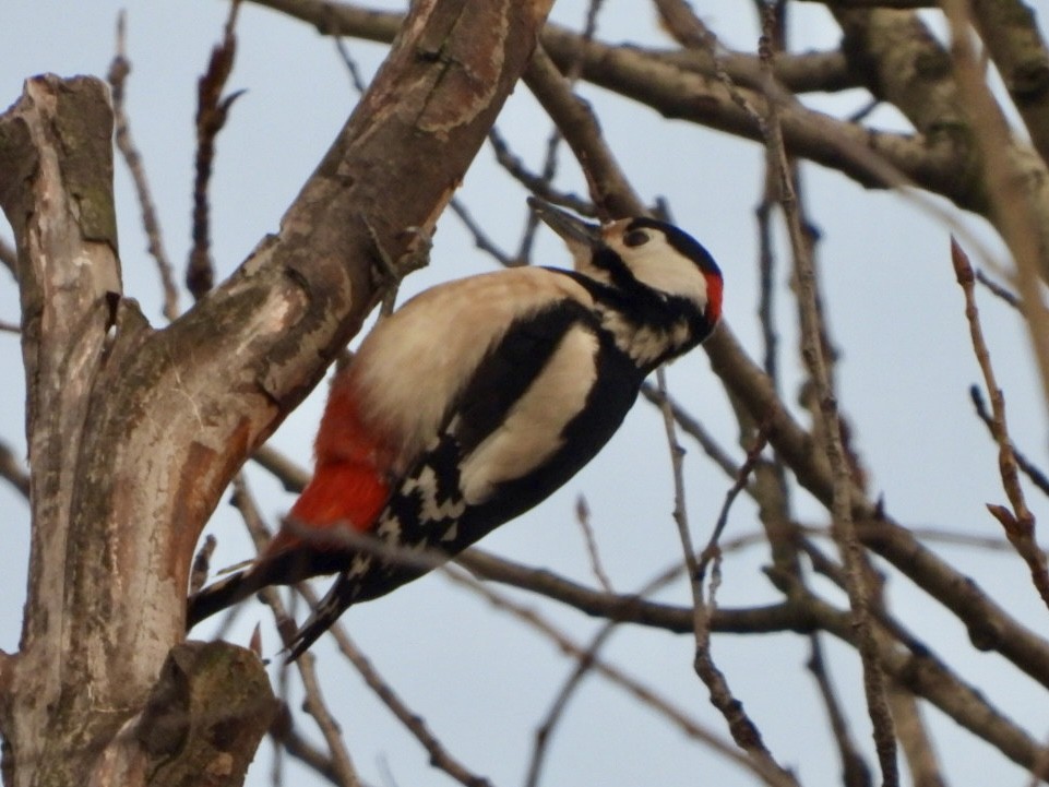 Great Spotted Woodpecker - ML615491274