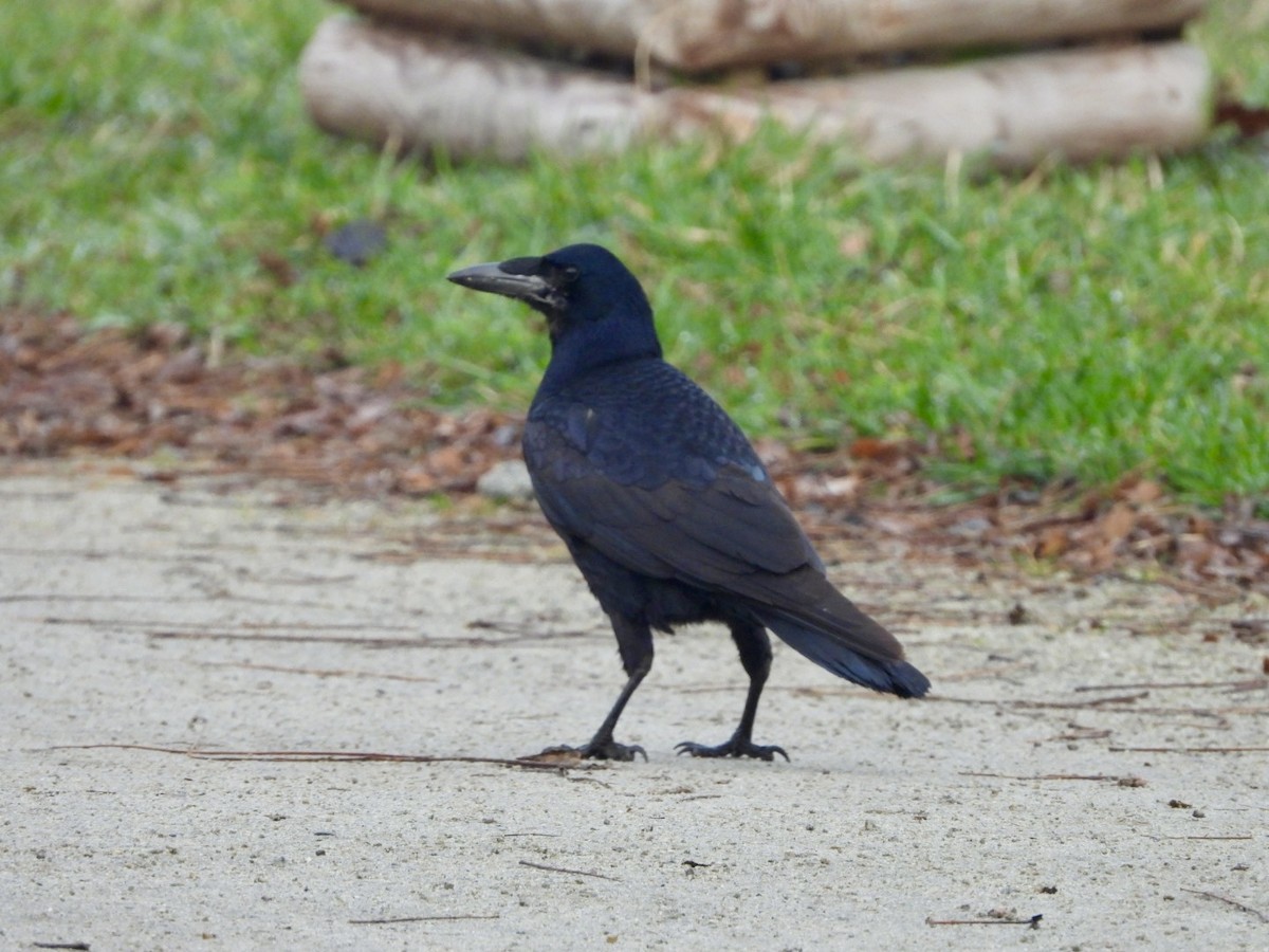 Rook - ML615491284