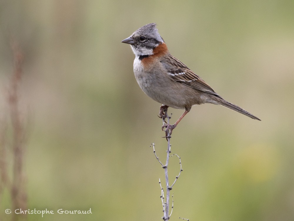 Rufous-collared Sparrow (Patagonian) - ML615491285