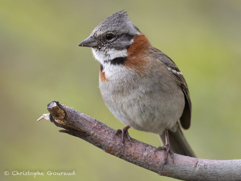 Rufous-collared Sparrow (Patagonian) - ML615491286