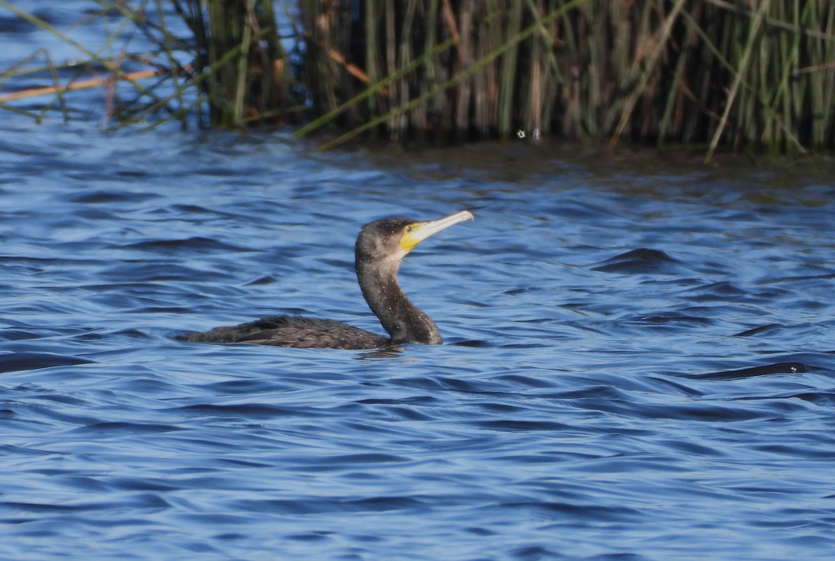 Great Cormorant - ML615491319