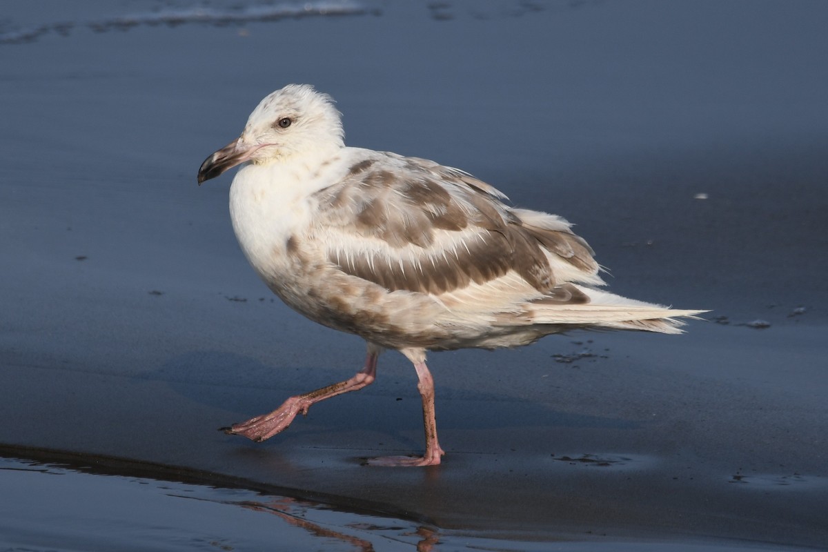 Slaty-backed Gull - ML615491372