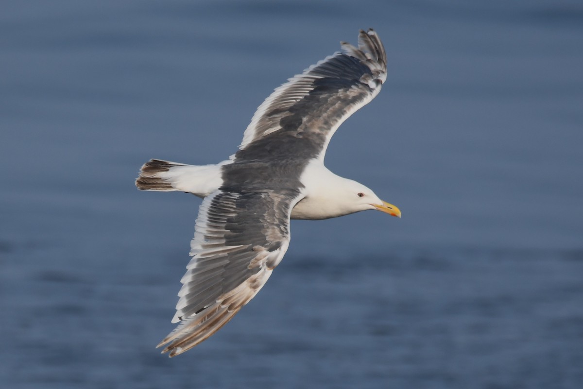 Slaty-backed Gull - ML615491373