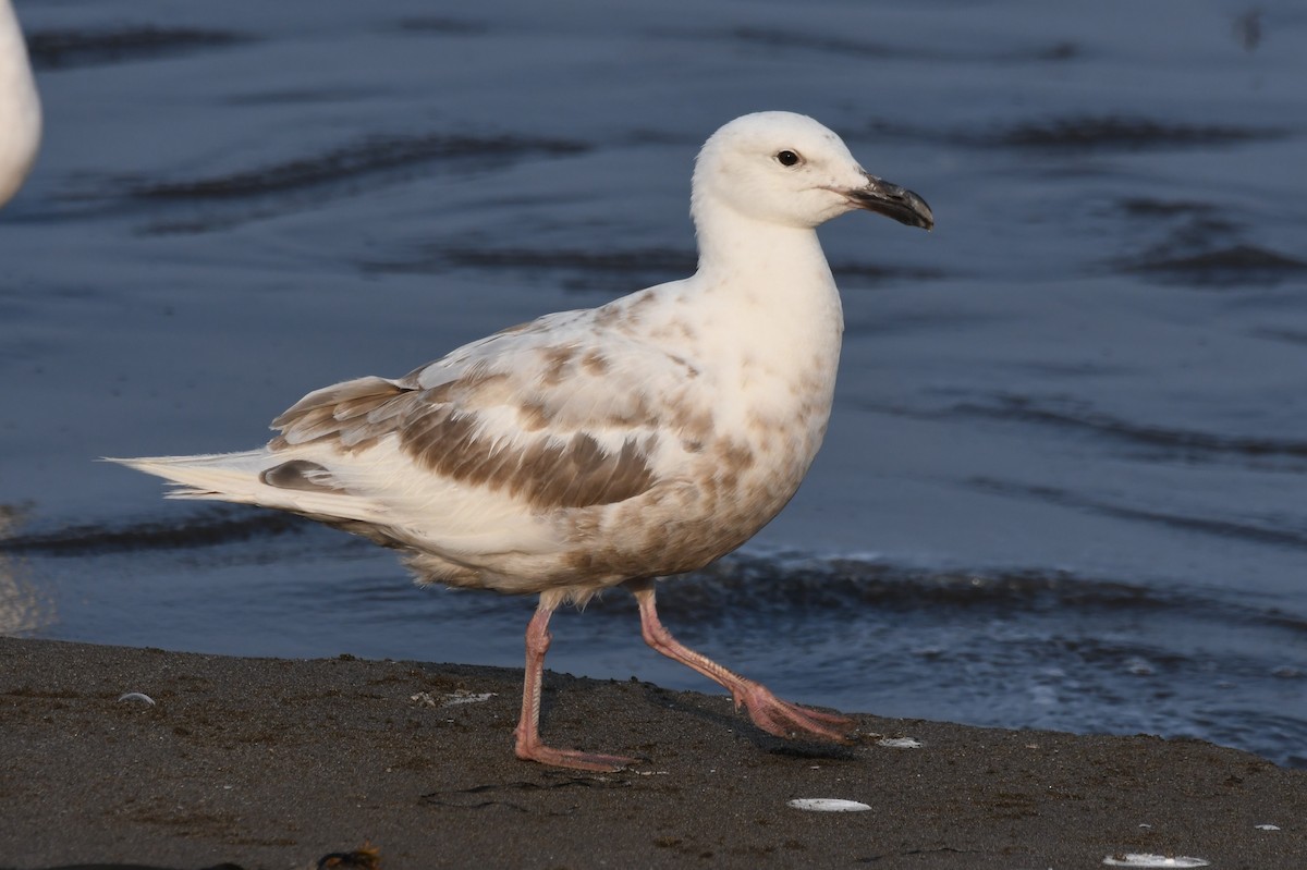 Slaty-backed Gull - ML615491374