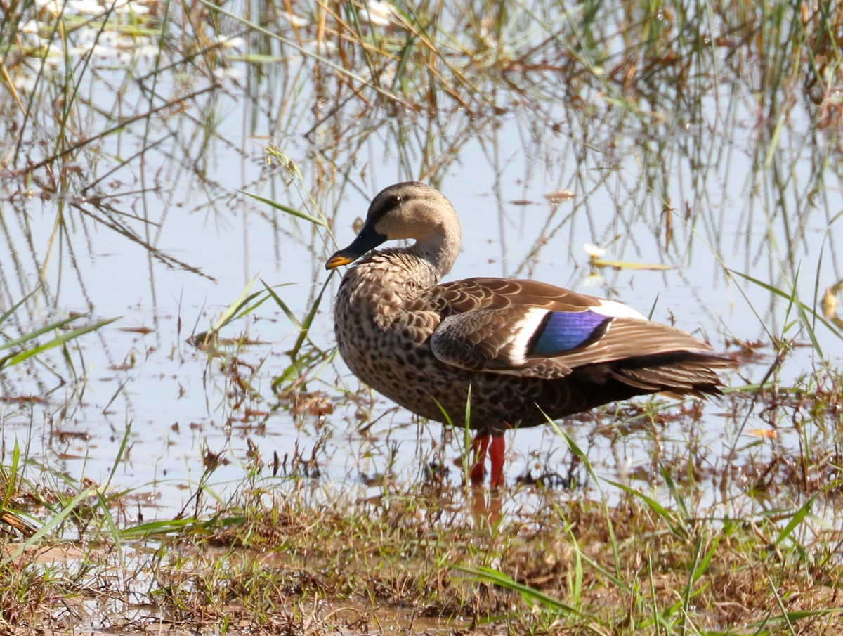 Indian Spot-billed Duck - John Sandve