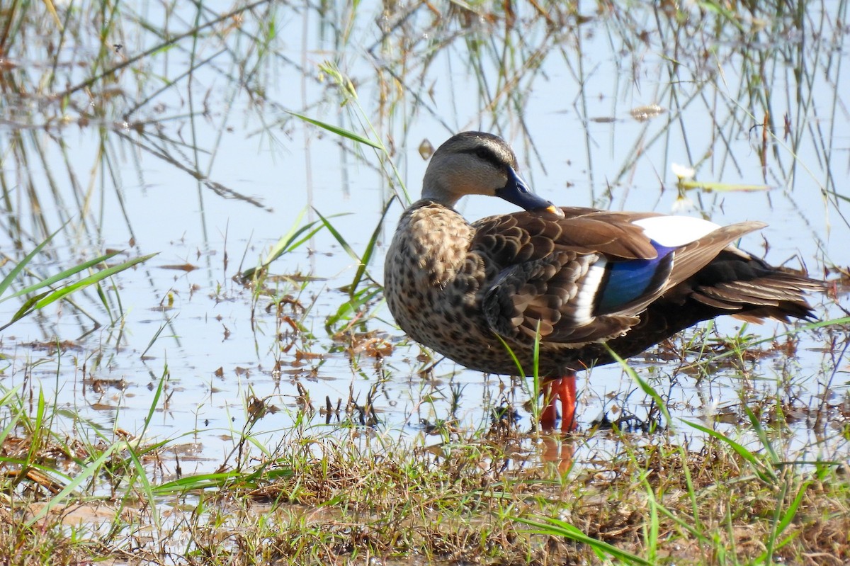 Indian Spot-billed Duck - John Sandve