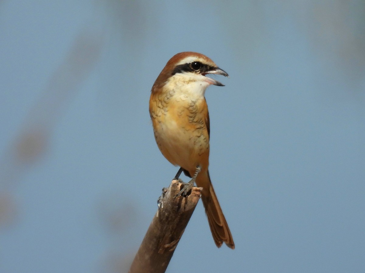 Brown Shrike - John Sandve