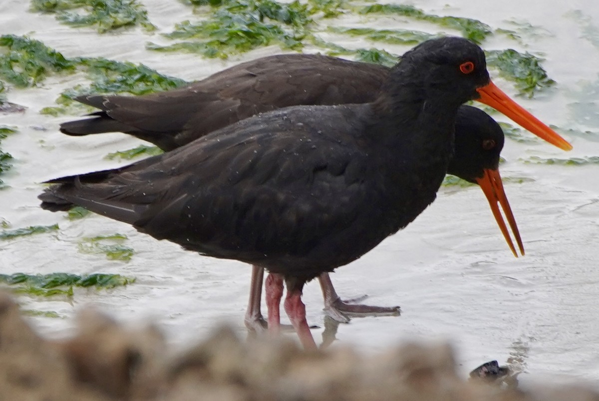 Variable Oystercatcher - ML615491519