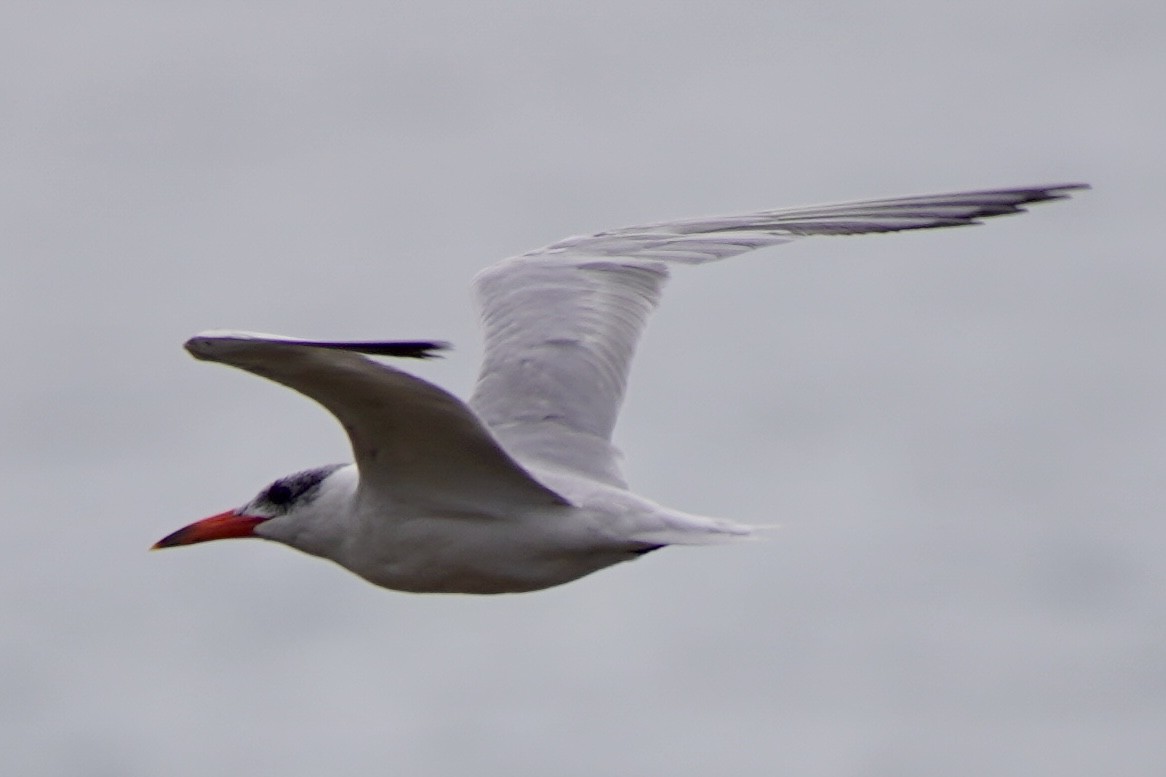 Caspian Tern - ML615491526