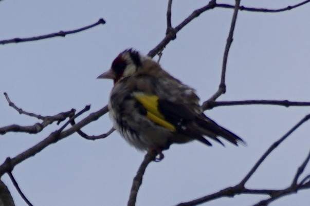 European Goldfinch - ML615491529