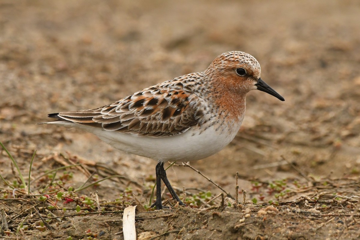 Red-necked Stint - ML615491594