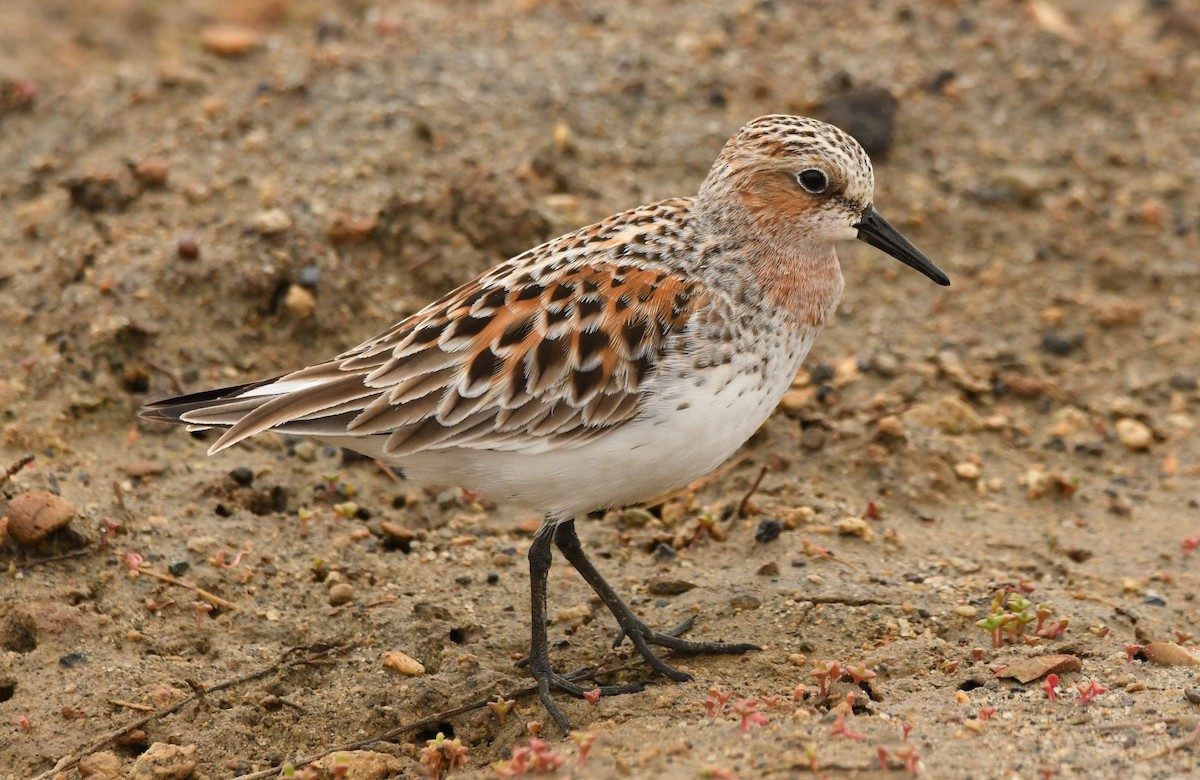 Red-necked Stint - ML615491597