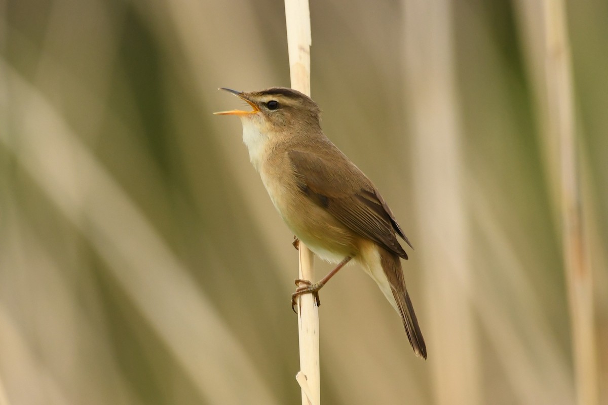 Black-browed Reed Warbler - ML615491608