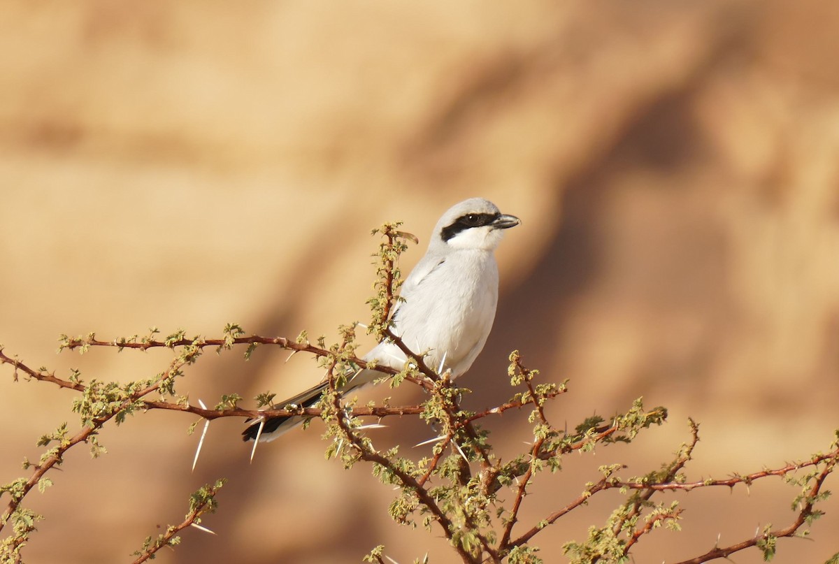 Great Gray Shrike - Andreas Hess