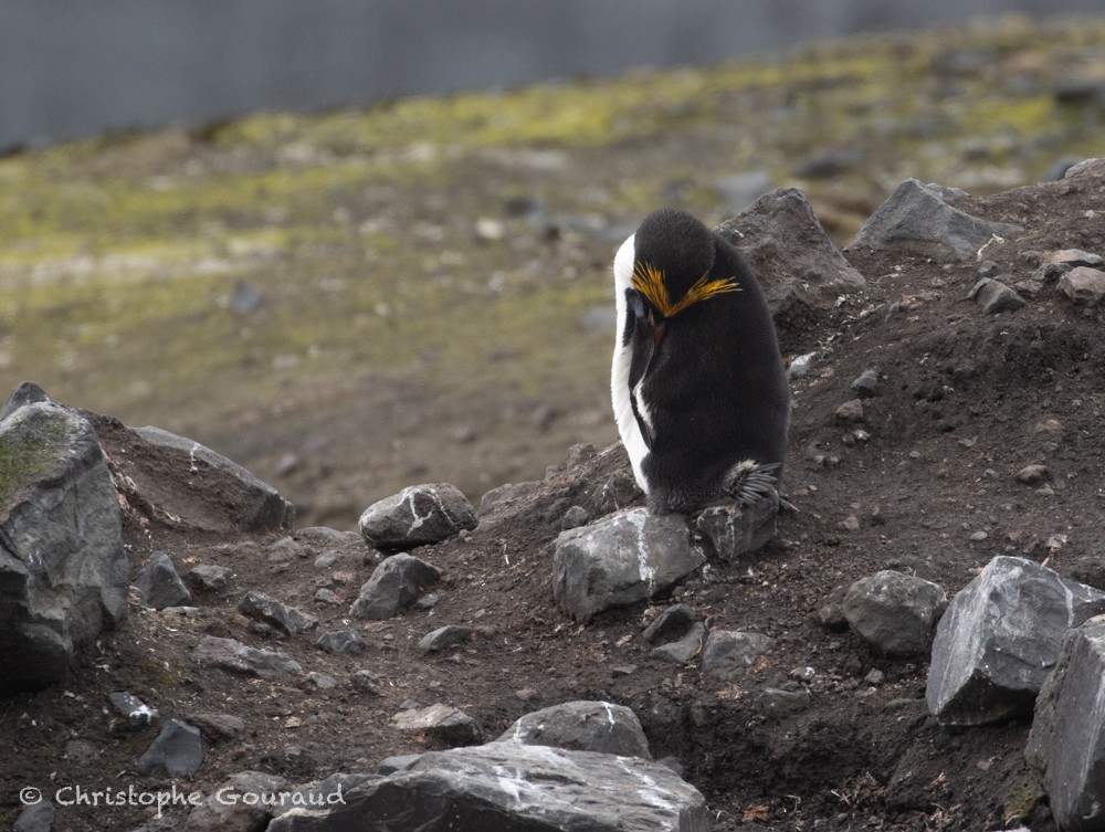 Macaroni Penguin - ML615491627