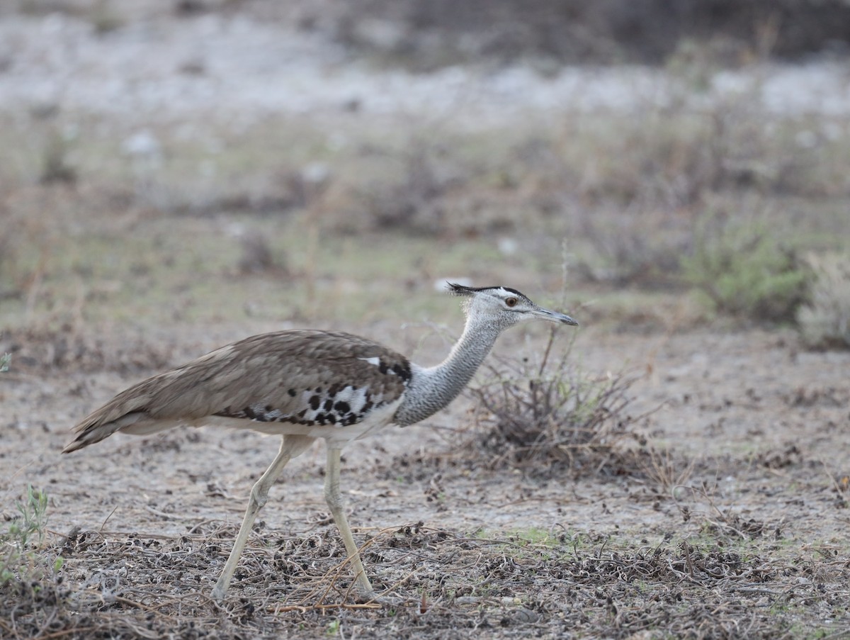 Kori Bustard - Mick Drews