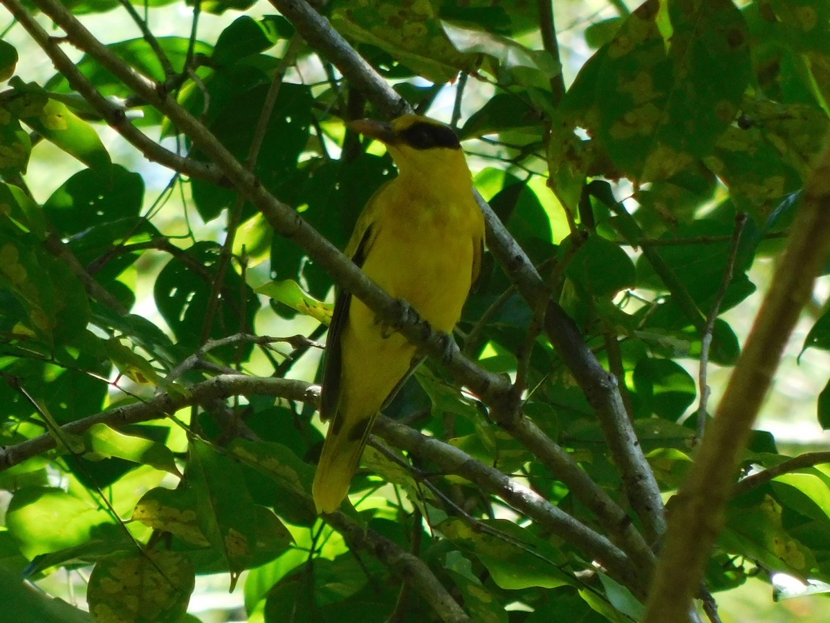 Black-naped Oriole (Sulawesi) - Holger Woyt