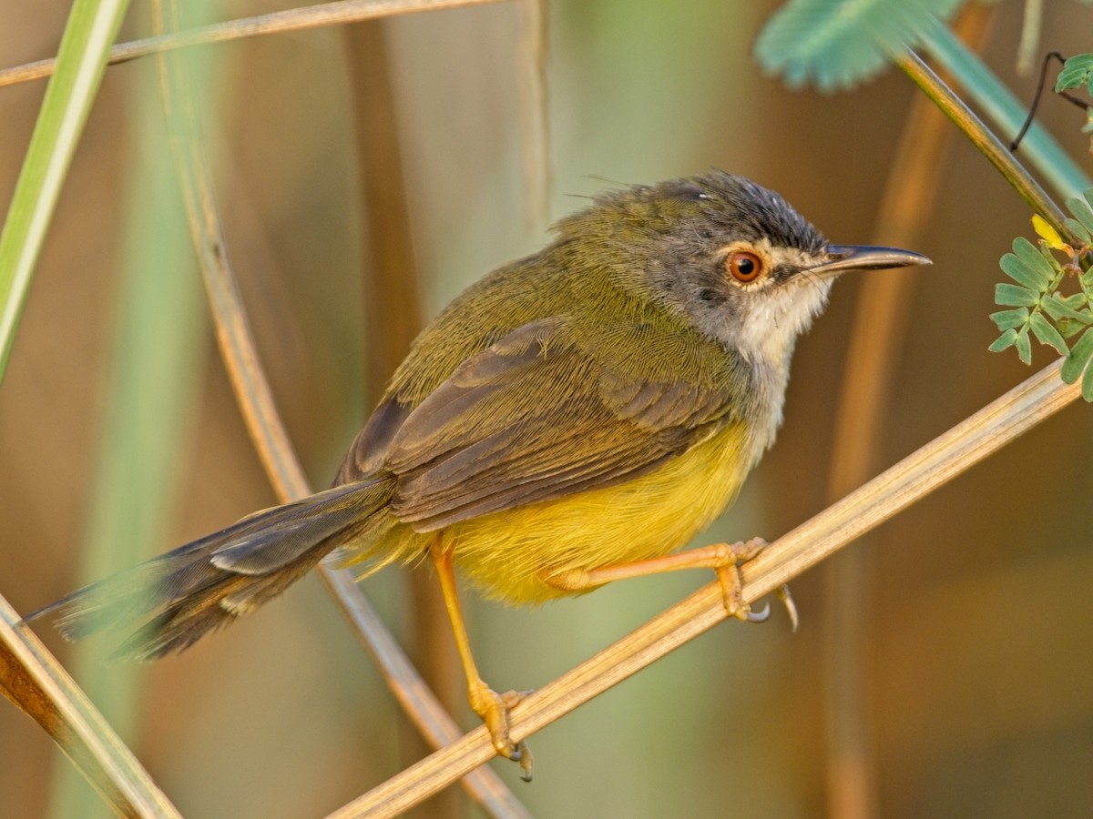 Yellow-bellied Prinia - ML615491755