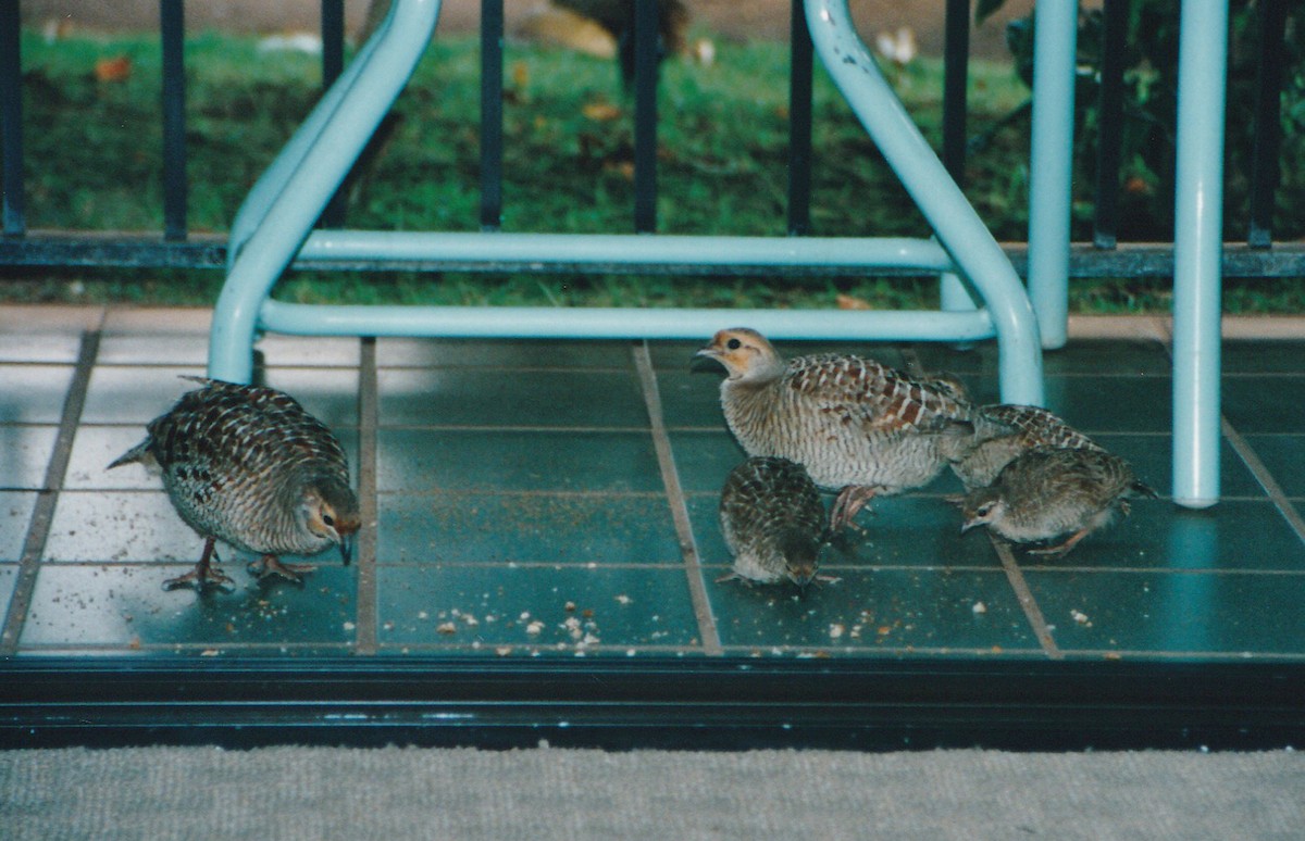 Gray Francolin - ML615491857