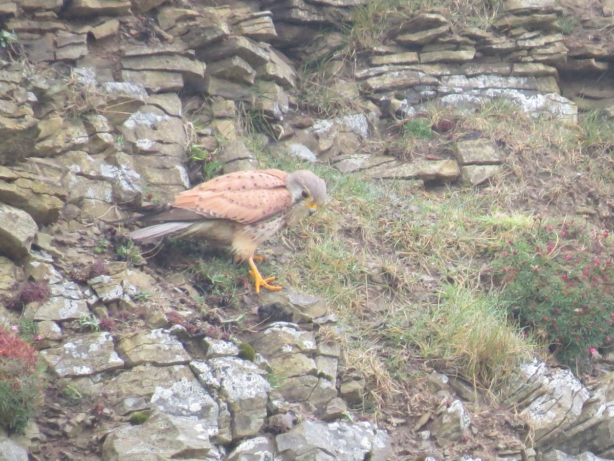 Eurasian Kestrel - Mick Mellor