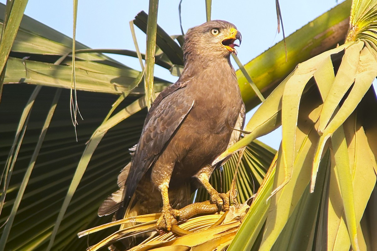 Banded Snake-Eagle - ML615491912