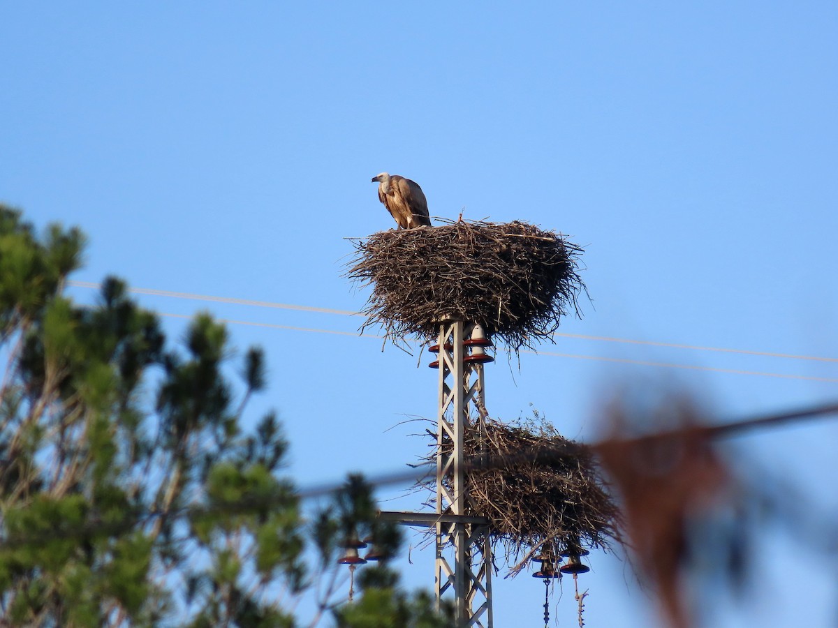 Eurasian Griffon - ML615491928