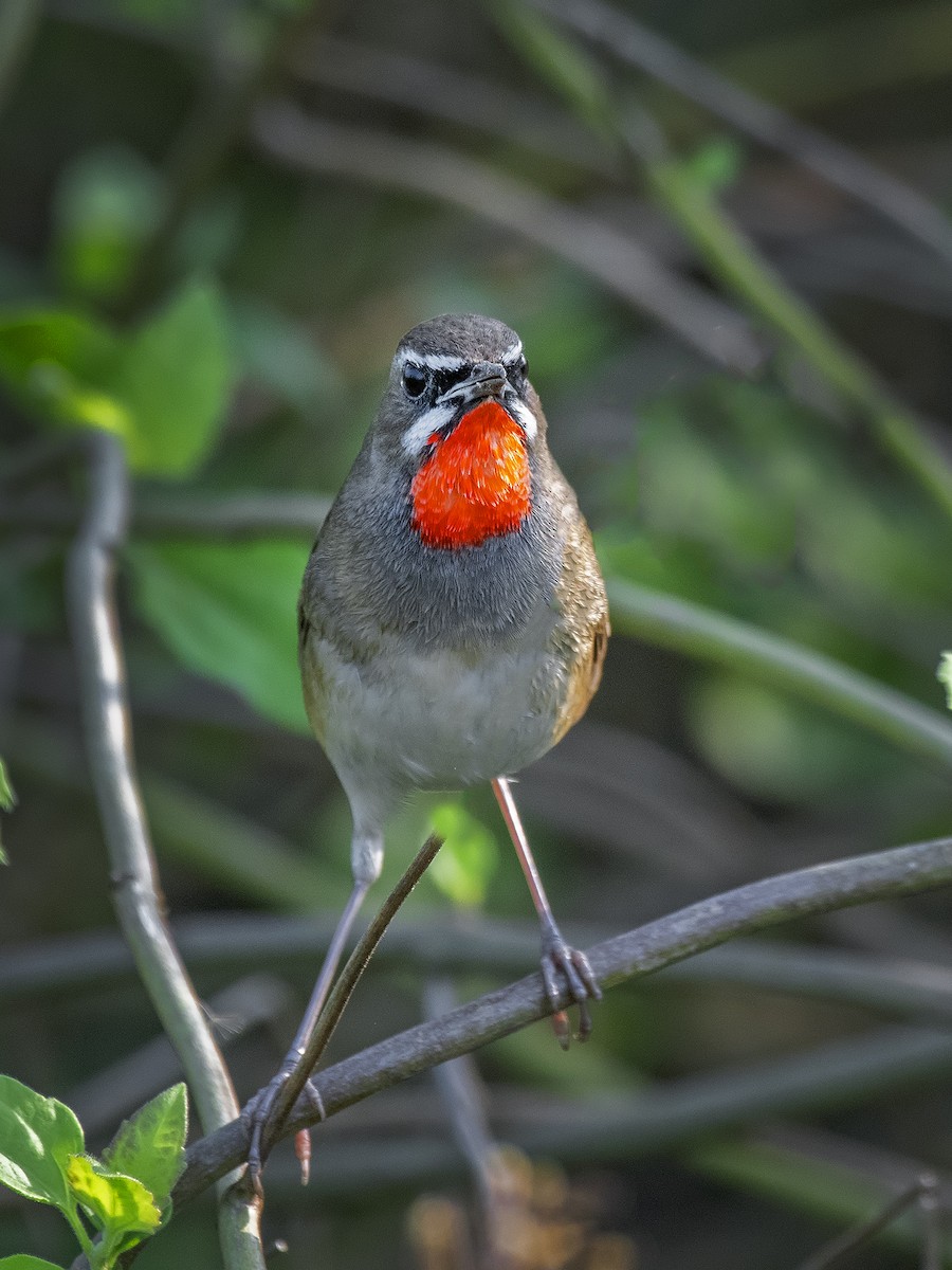 Siberian Rubythroat - ML615491956