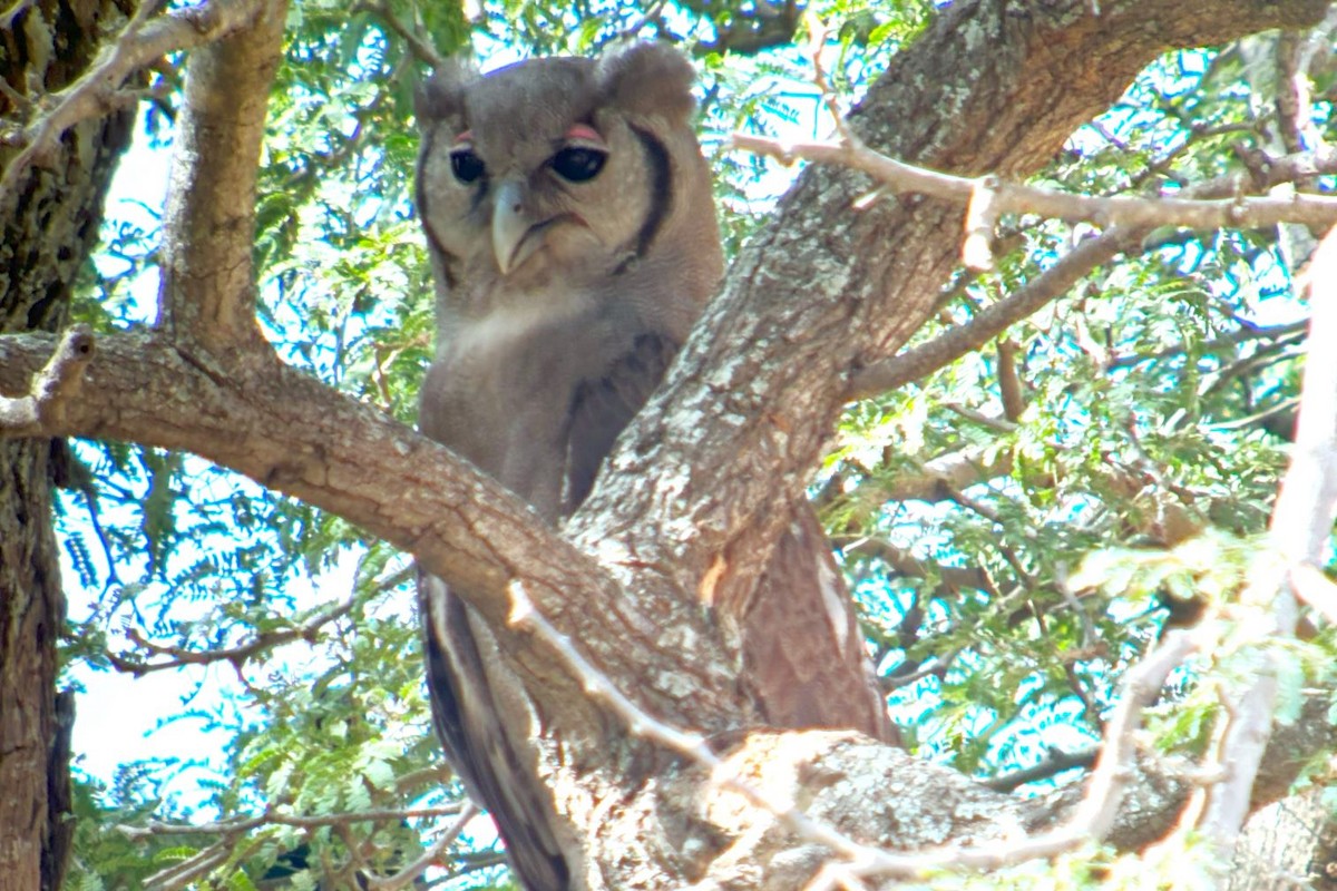 Verreaux's Eagle-Owl - ML615491968