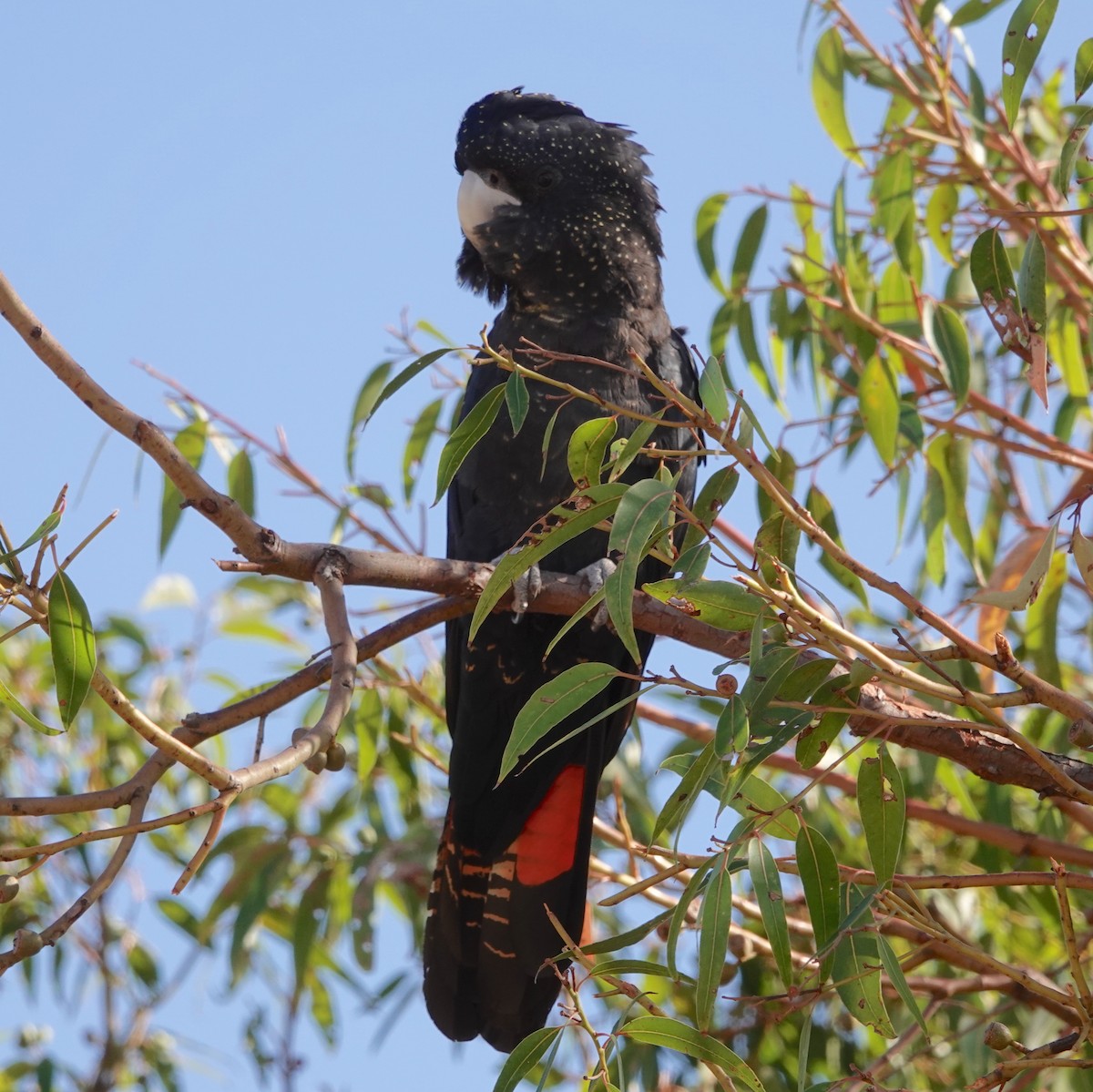 Red-tailed Black-Cockatoo - ML615492013