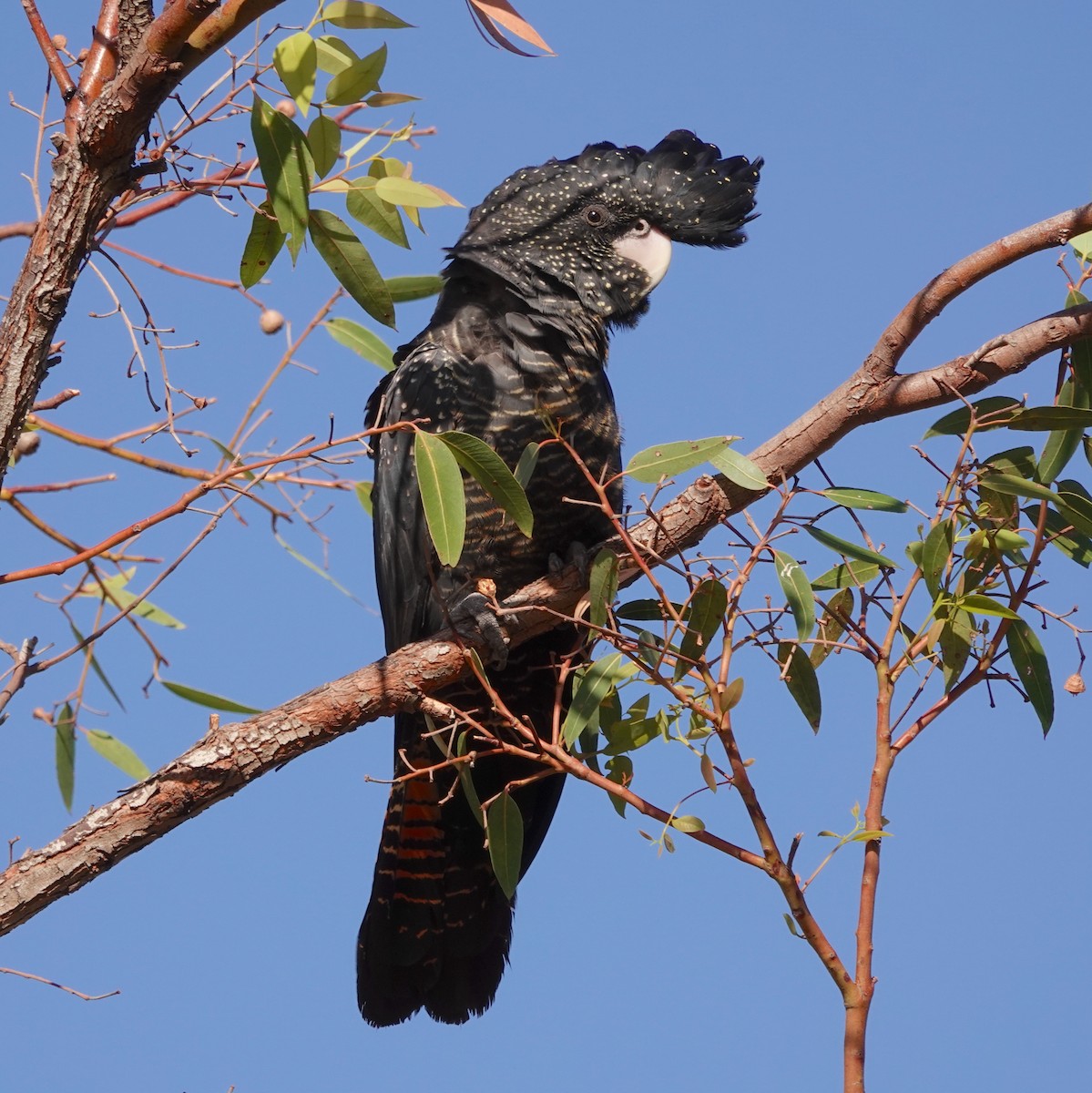 Red-tailed Black-Cockatoo - ML615492014