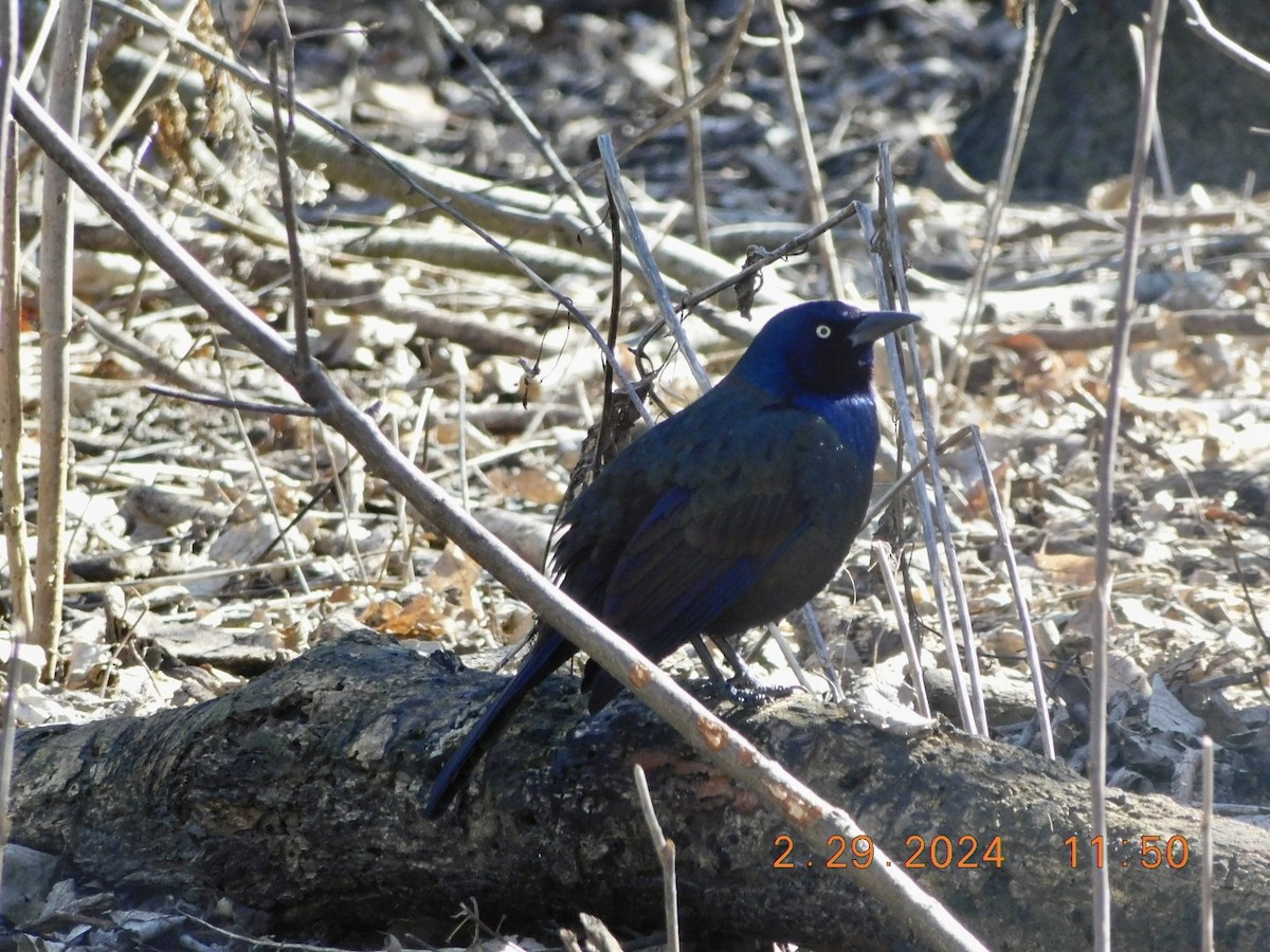 Common Grackle - ML615492071