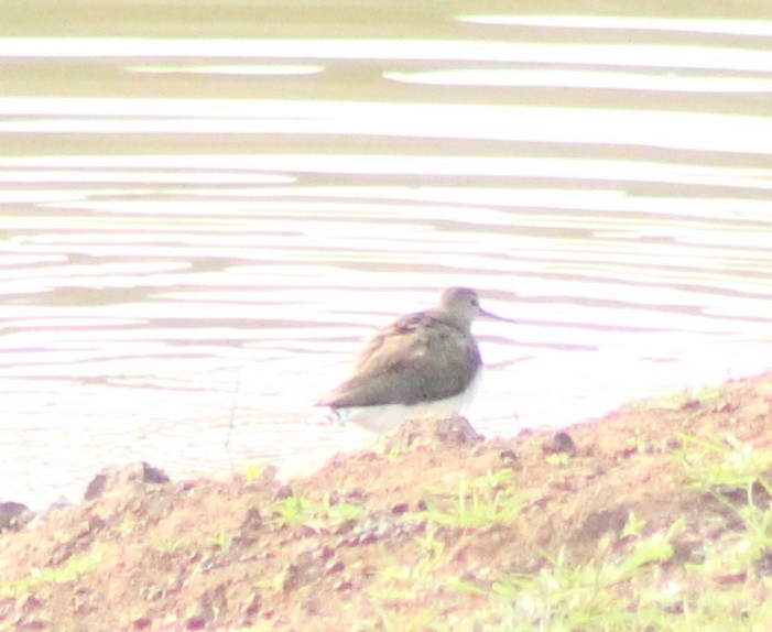 Common Sandpiper - ML615492174