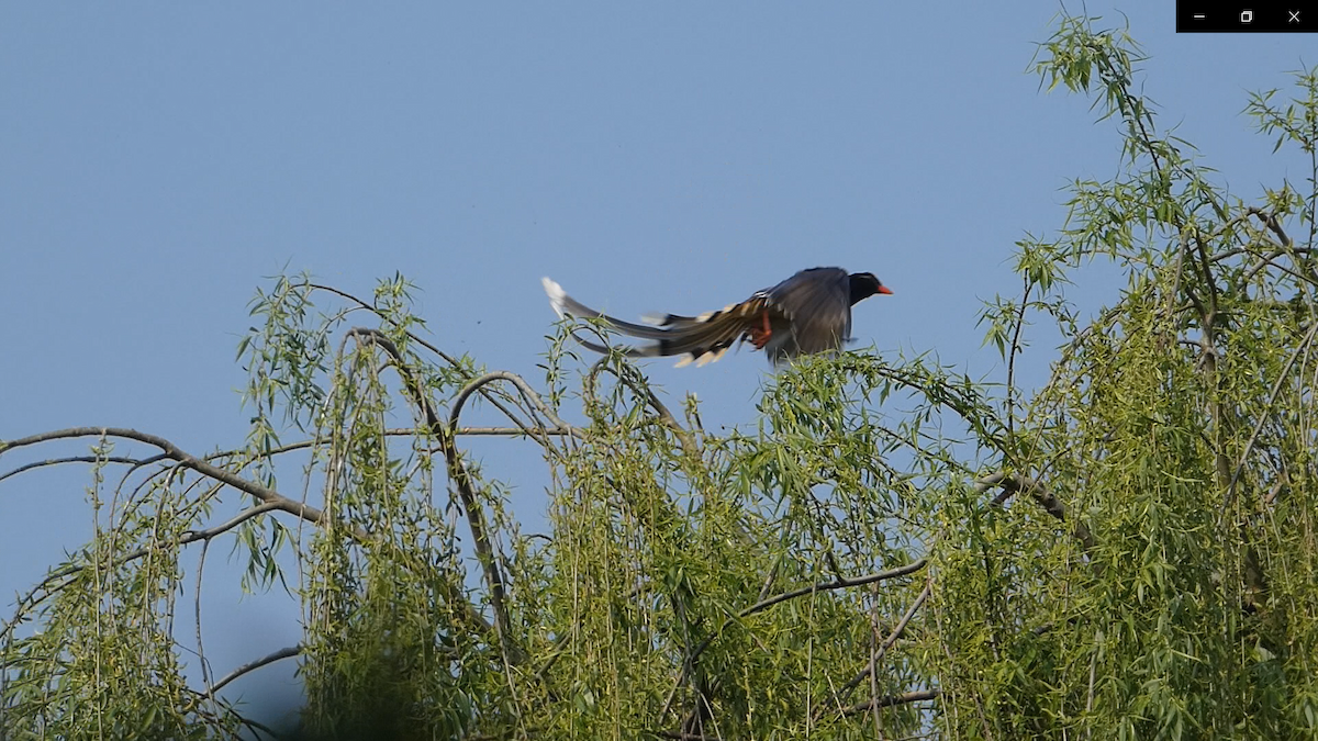 Red-billed Blue-Magpie - ML615492254