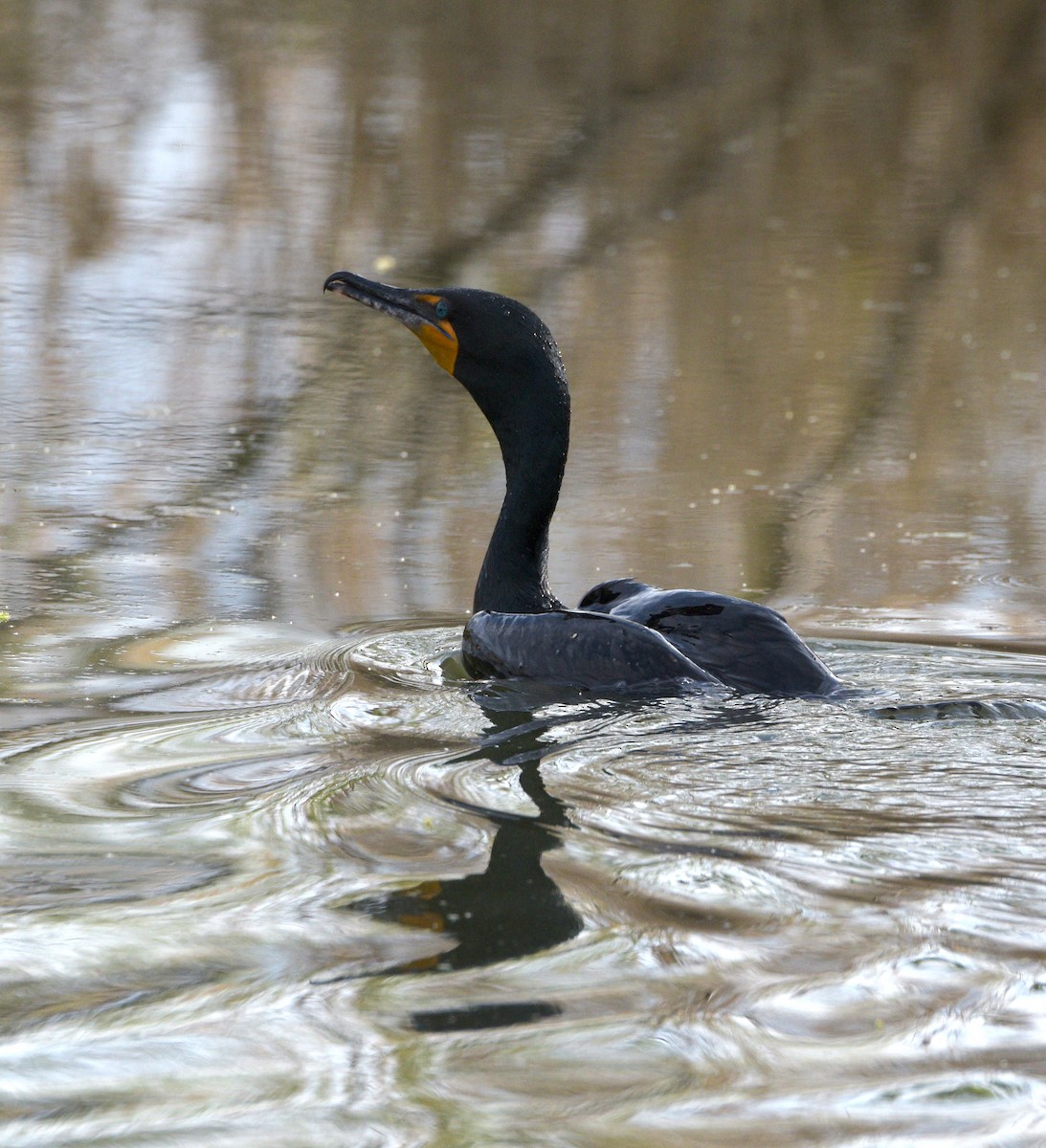 Double-crested Cormorant - ML615492299
