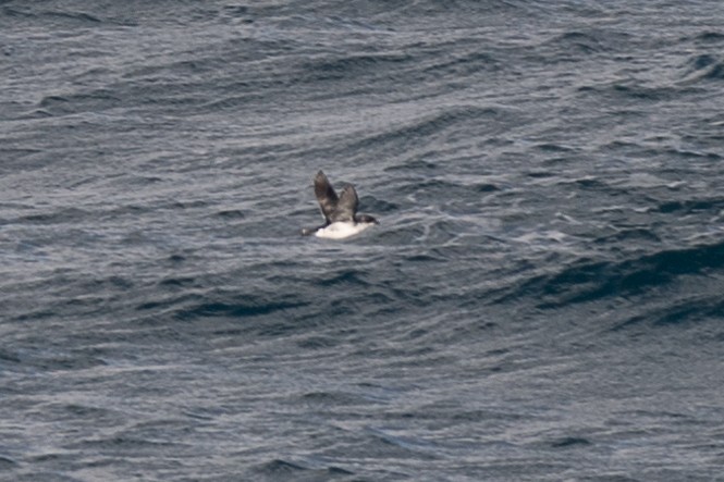 Common Diving-Petrel - Niels Geelen