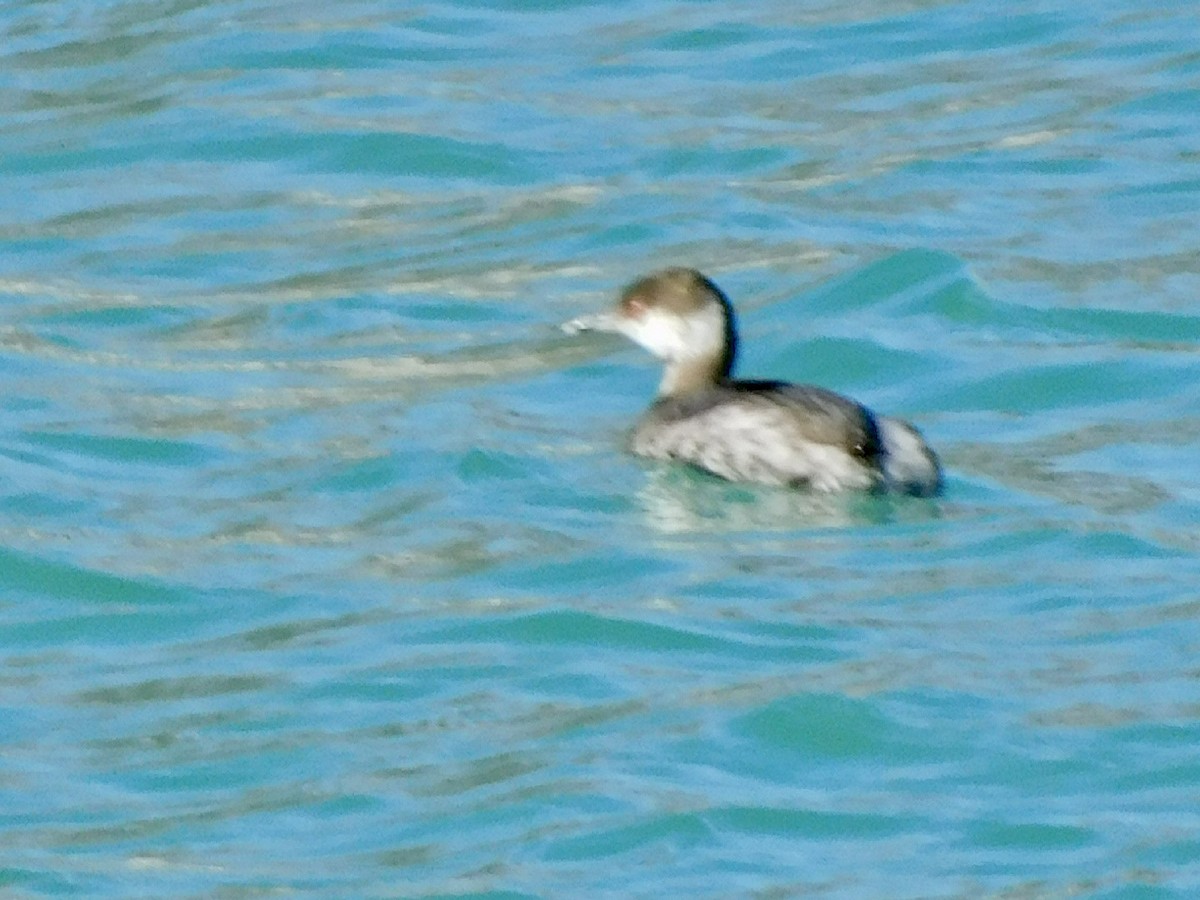 Horned Grebe - ML615492318