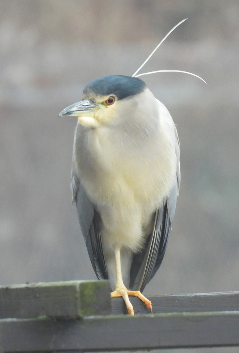 Black-crowned Night Heron - ML615492338