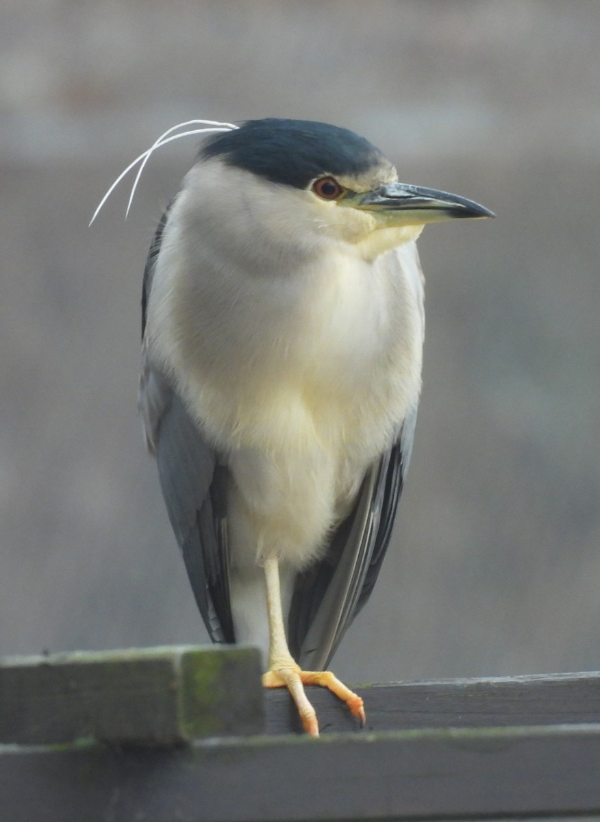 Black-crowned Night Heron - ML615492339