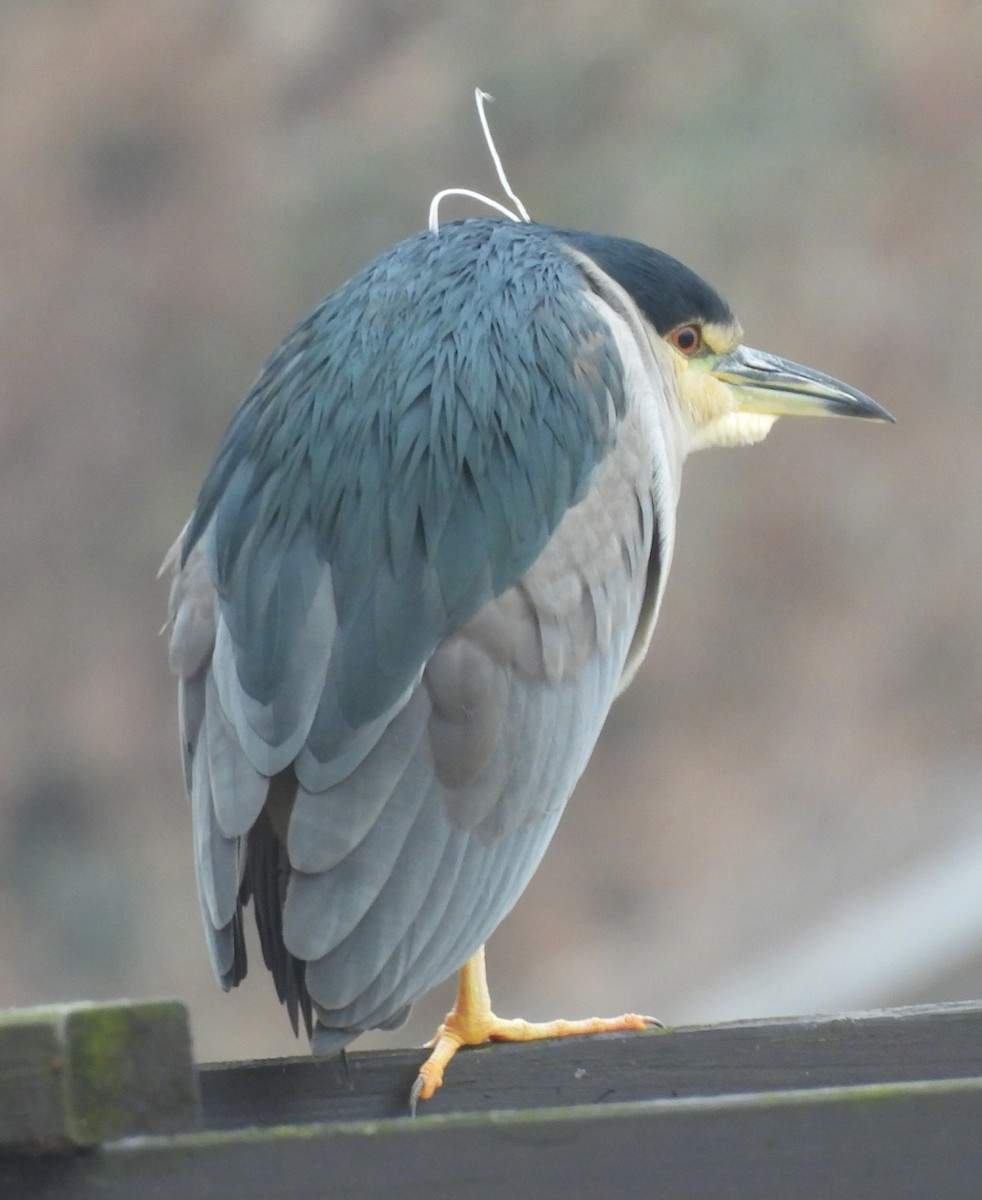 Black-crowned Night Heron - ML615492340