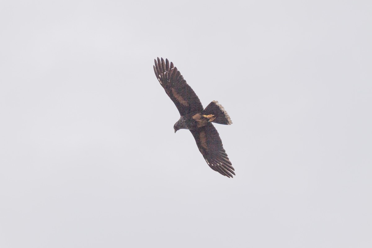 Caracara Austral - ML615492353