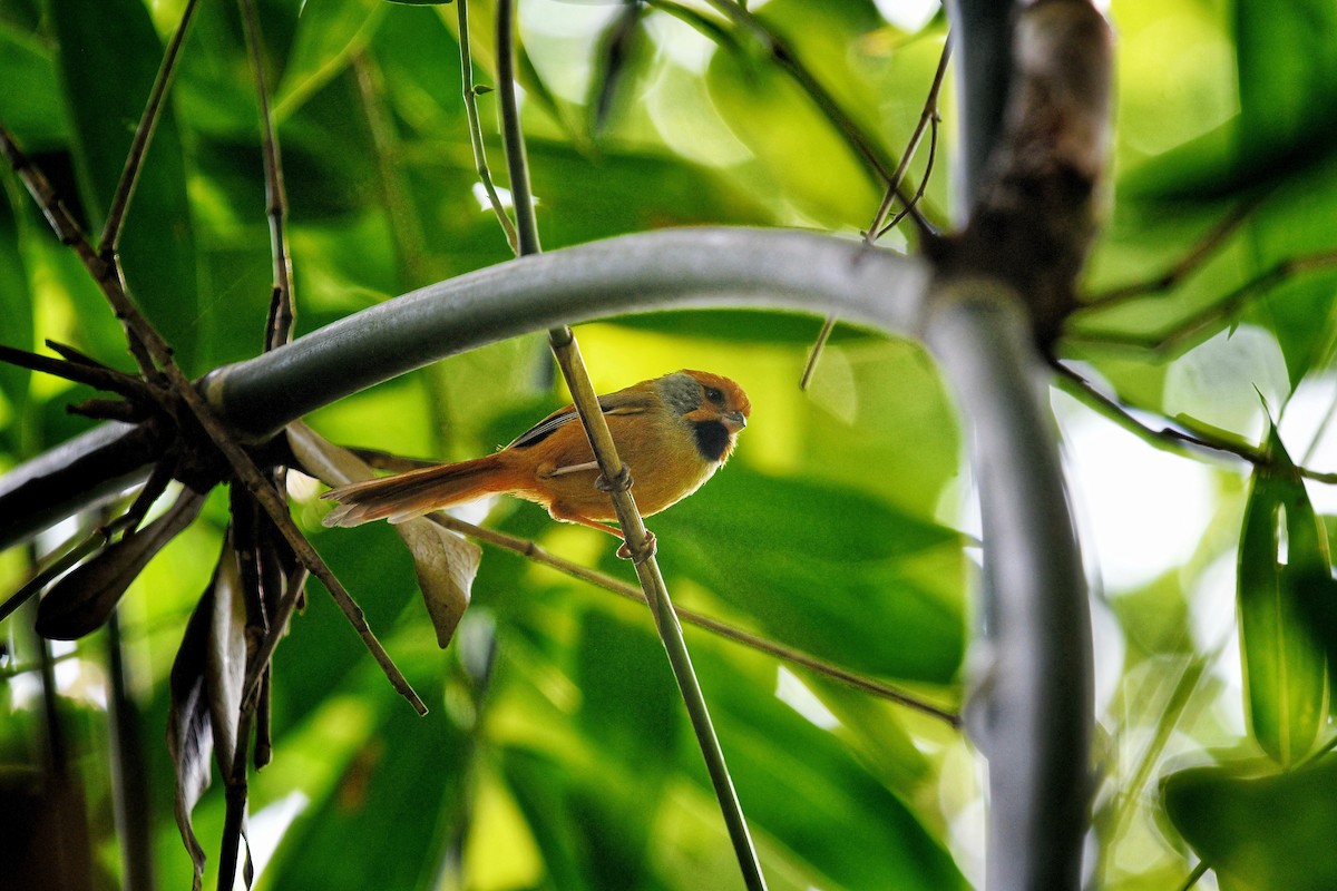 Black-throated Parrotbill - ML615492354